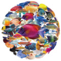 50PCS Transparent PET Fish Stickers Phone Luggage Water Cups Computer Office Stationery Decoration Waterproof Stickers