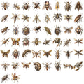 50/100Pcs Punk Style Mechanical Beetle HD Stickers Waterproof Clear PET for Guitar Notebook  Phone Laptop Helmet Decals