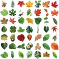 50PCS Transparent Tree Green Leaf Sticker Waterproof Decorative Guitar Notebook Children Stationery PVC Sticker