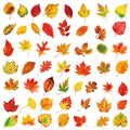 50PCS Plant Leafy Maple Leaf Stickers Transparent PET Waterproof DIY Stationary Notebook Personalized Ins Decor Stickers