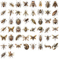 50/100PCS Steampunk Insect Cartoon Stickers Transparent PET Creative Stickers Waterproof Decorative Stationery Cups