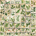 50PCS Fragmentation Of Botanical Garden Labels Stickers Notebook Coffee Skateboard Phone  PVC Creative Fun for Sticker ﻿